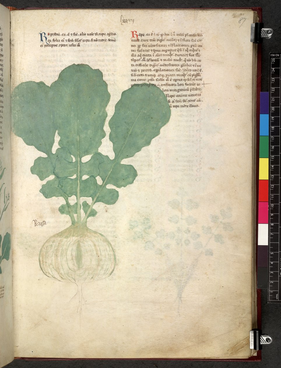 Egerton 747 Tractatus de herbis (Herbal) c.1280-1310 (tinta és szín a pergamen) alkotó: School Italian