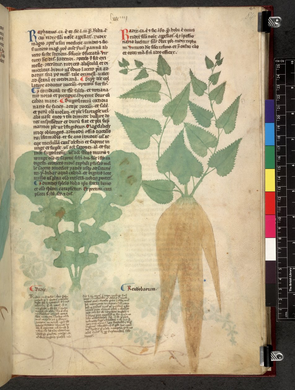 Egerton 747 Tractatus de herbis (Herbal) c.1280-1310 (tinta és színes pergamen) alkotó: School Italian