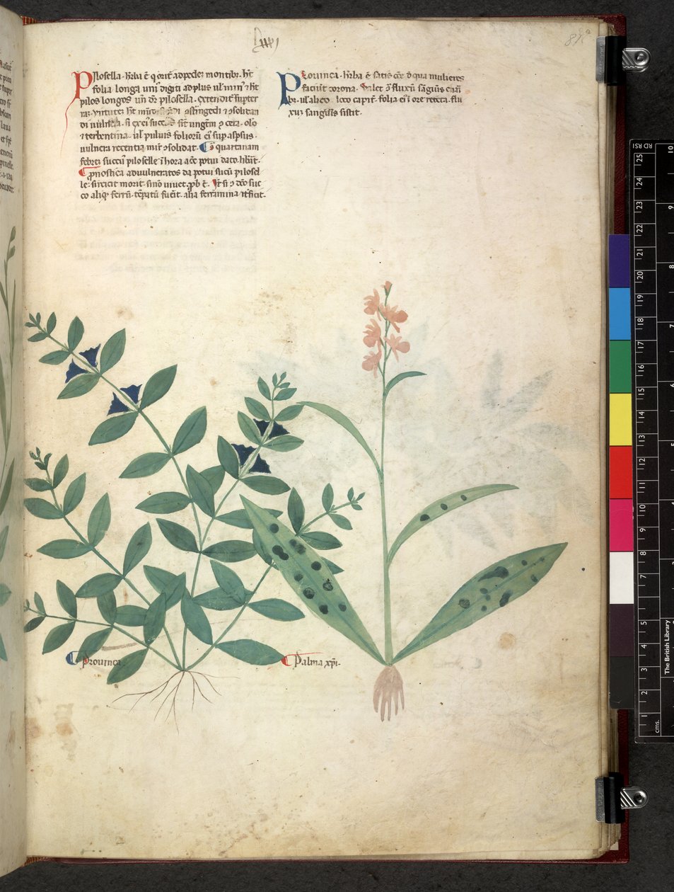 Egerton 747 Tractatus de herbis (Herbal) c.1280-1310 (tinta és szín a pergamen) alkotó: School Italian