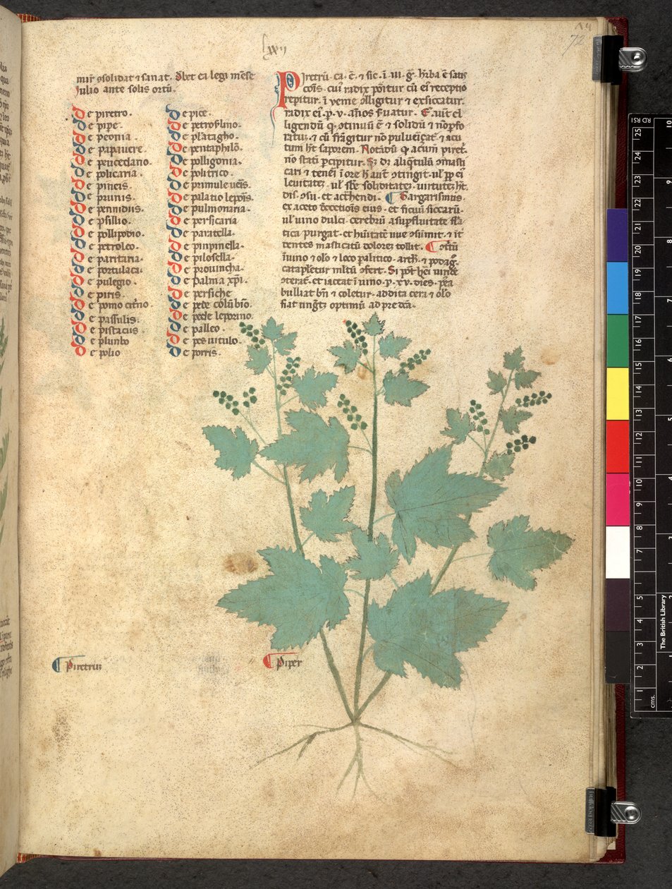 Egerton 747 Tractatus de herbis (Herbal) c.1280-1310 (tinta és szín a pergamen) alkotó: School Italian