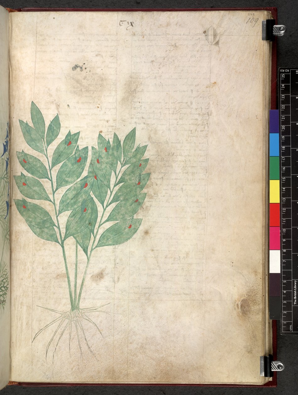 Egerton 747 Tractatus de herbis (Herbal) c.1280-1310 (tinta és szín a pergamen) alkotó: School Italian