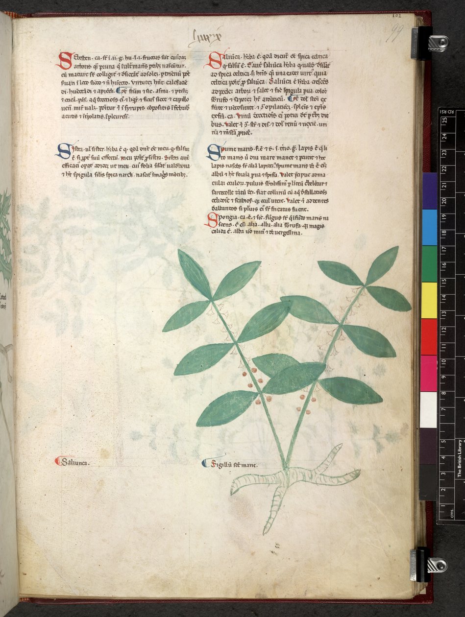 Egerton 747 Tractatus de herbis (Herbal) c.1280-1310 (tinta és színes pergamen) alkotó: School Italian
