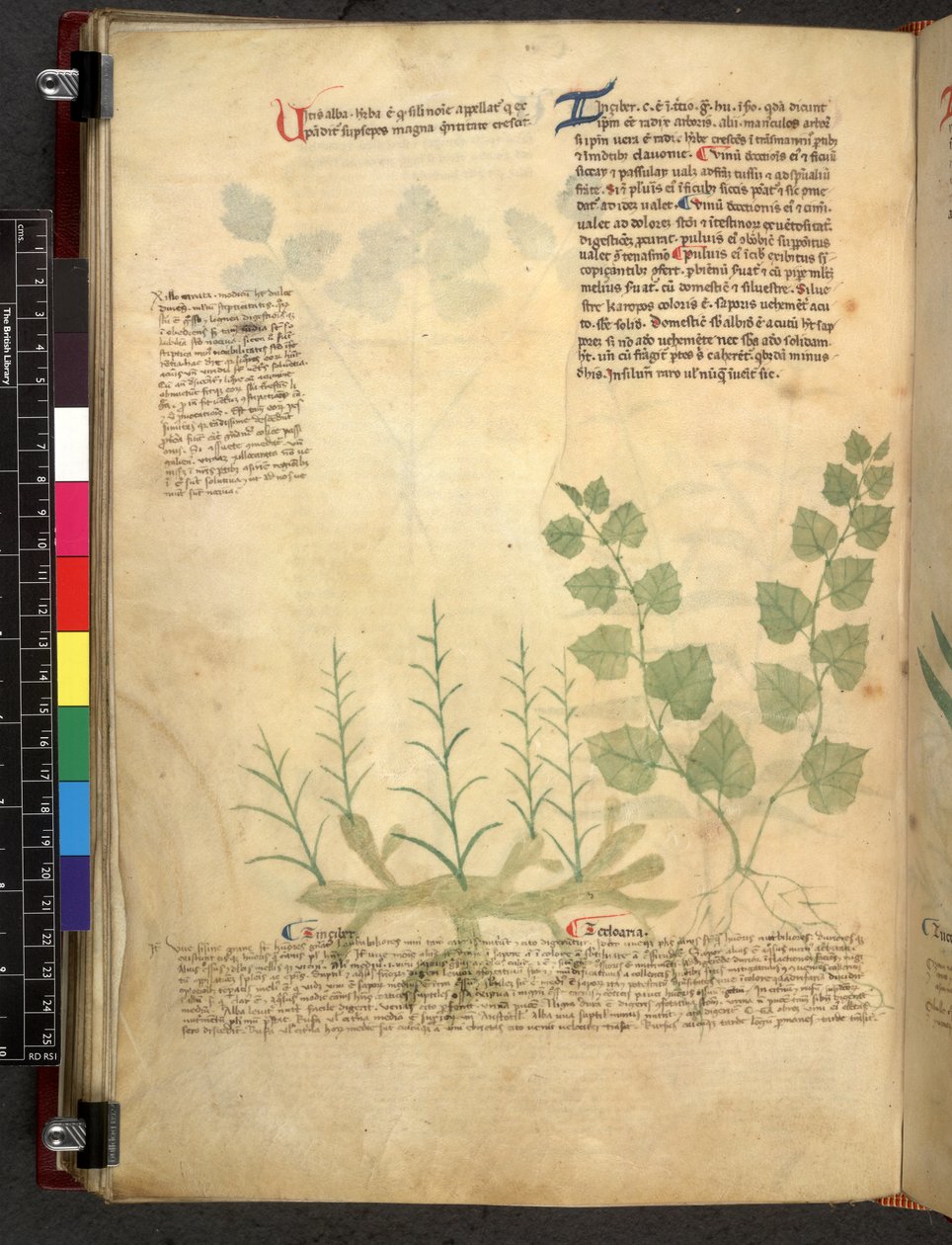Egerton 747 Tractatus de herbis (Herbal) c.1280-1310 (tinta és szín a pergamen) alkotó: School Italian