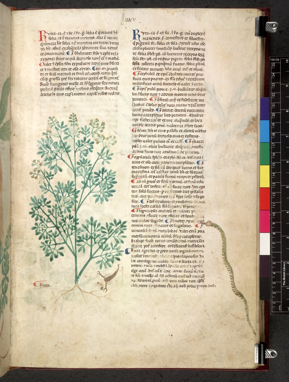 Egerton 747 Tractatus de herbis (Herbal) c.1280-1310 (tinta és szín a pergamen) alkotó: School Italian