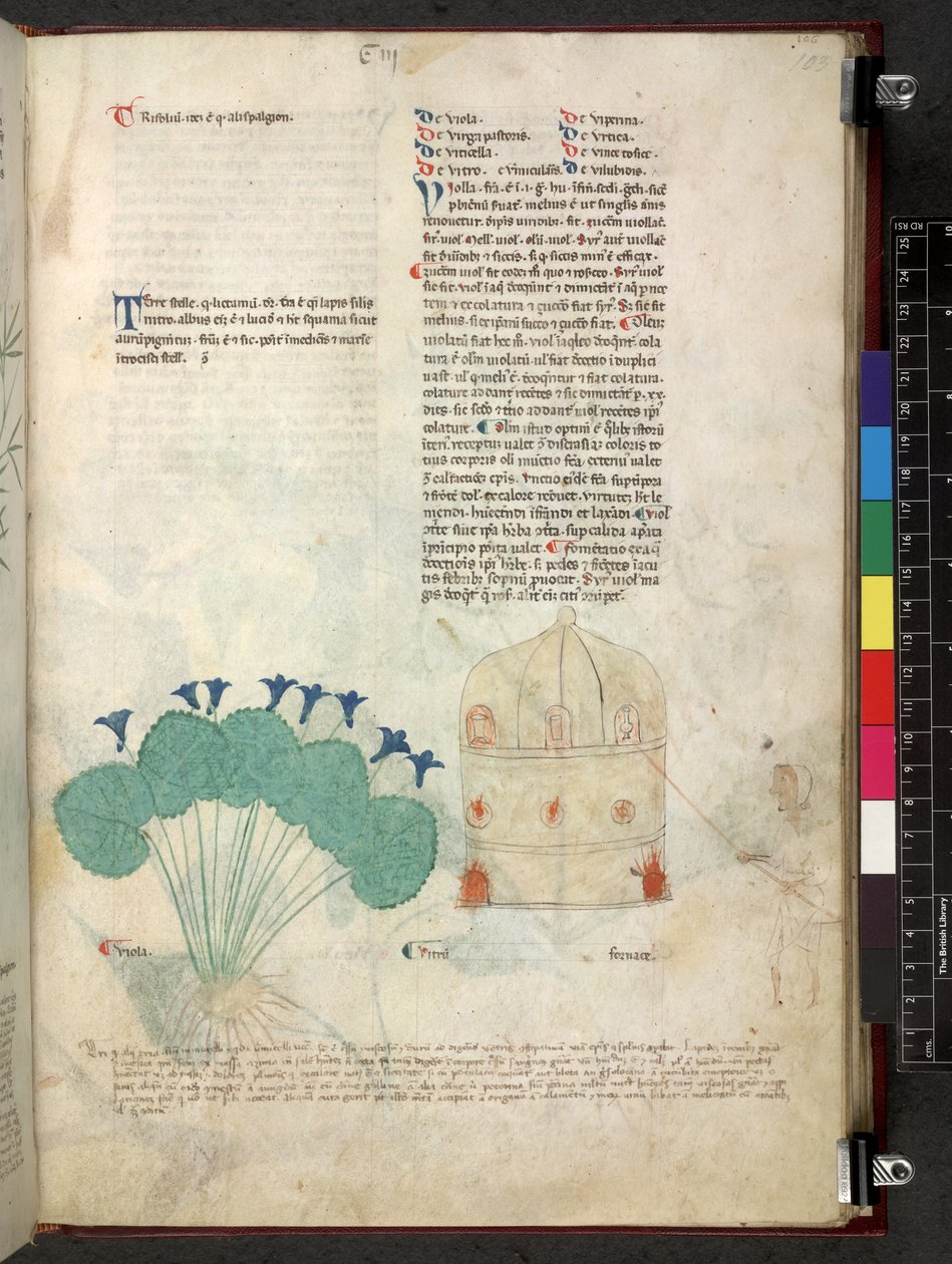 Egerton 747 Tractatus de herbis (Herbal) c.1280-1310 (tinta és színes pergamen) alkotó: School Italian