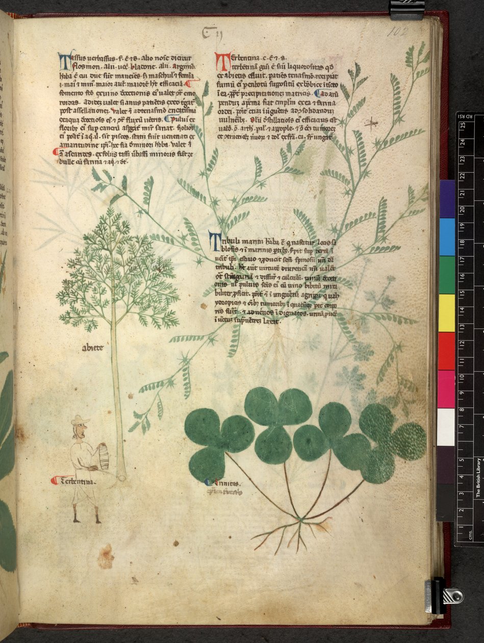 Egerton 747 Tractatus de herbis (Herbal) c.1280-1310 (tinta és szín a pergamen) alkotó: School Italian