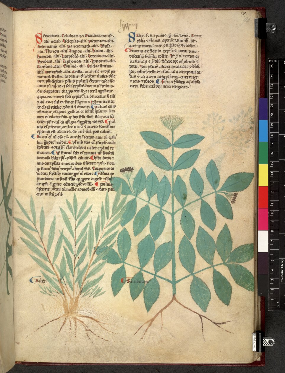 Egerton 747 Tractatus de herbis (Herbal) c.1280-1310 (tinta és szín a pergamen) alkotó: School Italian