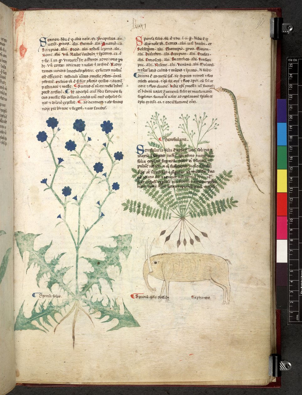 Egerton 747 Tractatus de herbis (Herbal) c.1280-1310 (tinta és szín a pergamen) alkotó: School Italian