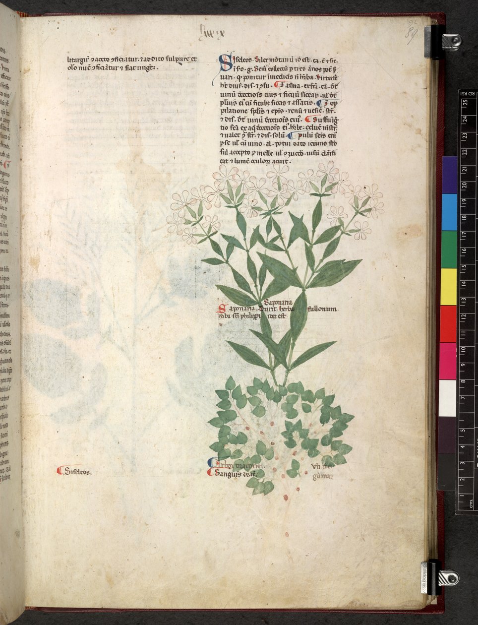 Egerton 747 Tractatus de herbis (Herbal) c.1280-1310 (tinta és szín a pergamen) alkotó: School Italian