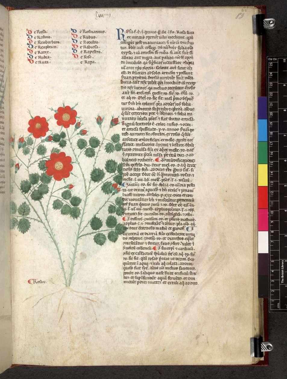 Egerton 747 Tractatus de herbis (Herbal) c.1280-1310 (tinta és szín a pergamen) alkotó: School Italian