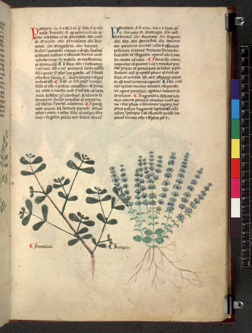 Egerton 747 Tractatus de herbis (Herbal) c.1280-1310 (tinta és szín a pergamen) alkotó: School Italian
