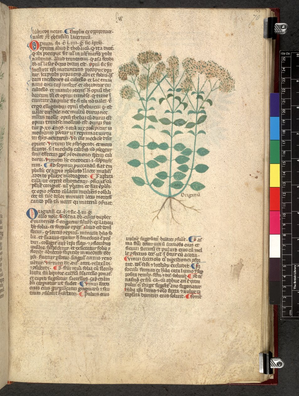 Egerton 747 Tractatus de herbis (Herbal) c.1280-1310 (tinta és szín a pergamen) alkotó: School Italian