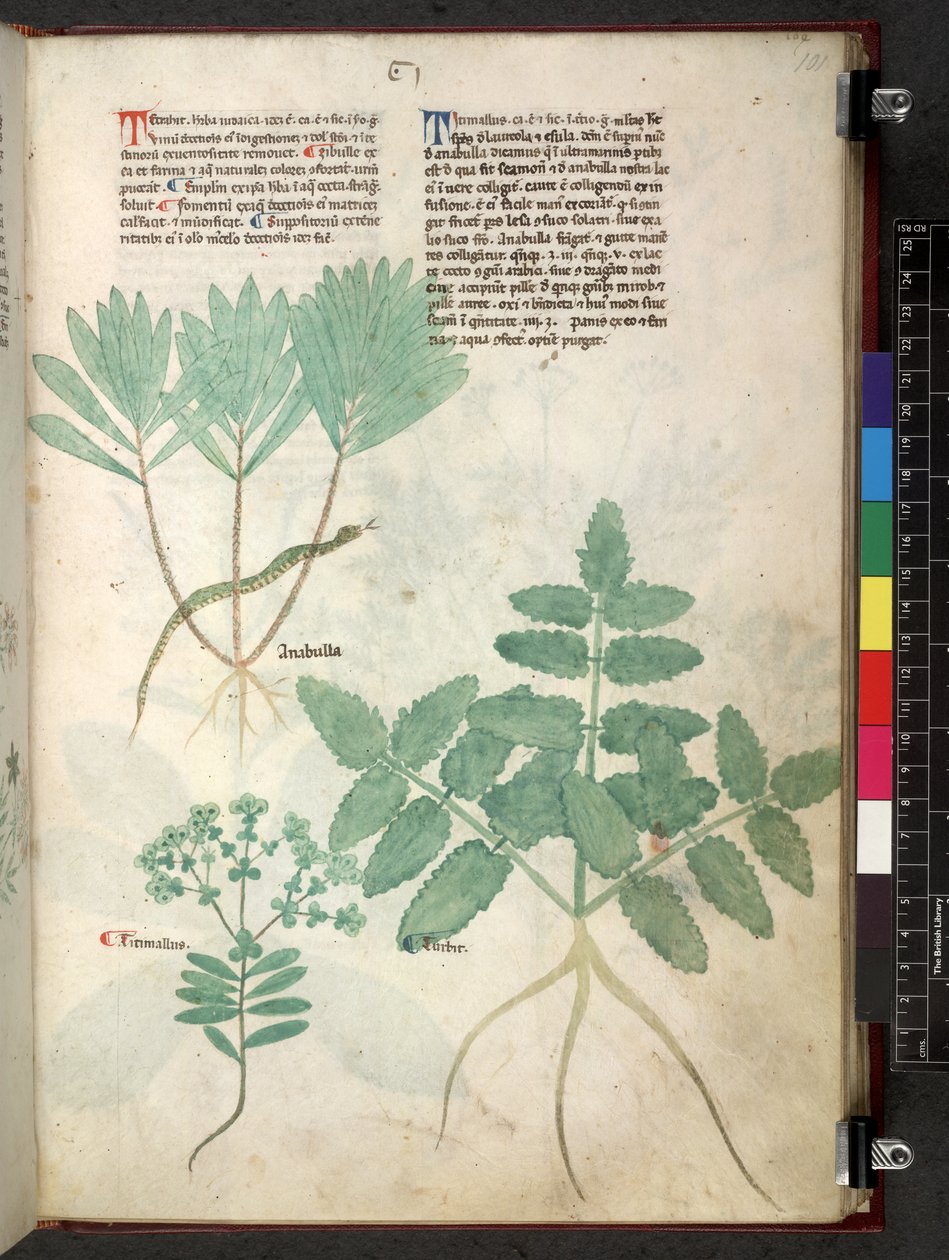 Egerton 747 Tractatus de herbis (Herbal) c.1280-1310 (tinta és szín a pergamen) alkotó: School Italian