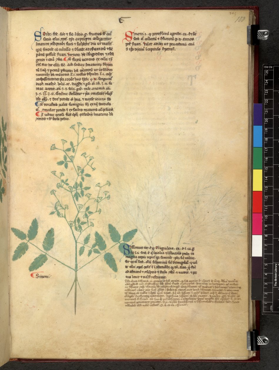 Egerton 747 Tractatus de herbis (Herbal) c.1280-1310 (tinta és szín a pergamen) alkotó: School Italian