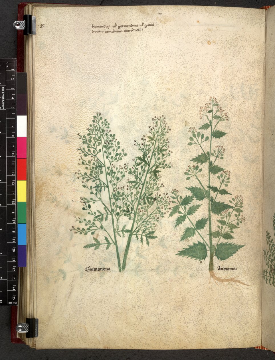 Egerton 747 Tractatus de herbis (Herbal) c.1280-1310 (tinta és színes pergamen) alkotó: School Italian
