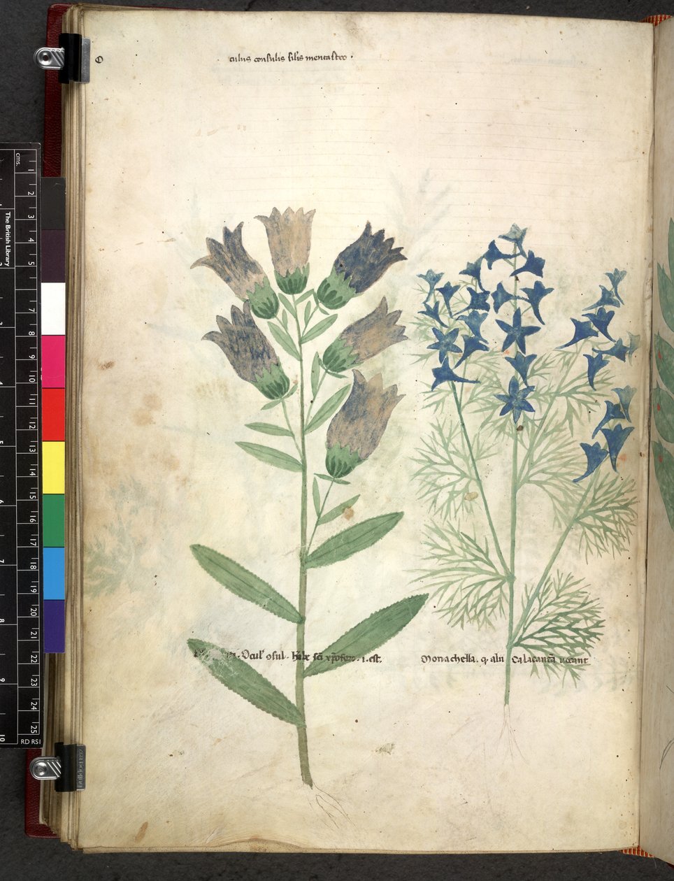 Egerton 747 Tractatus de herbis (Herbal) c.1280-1310 (tinta és szín a pergamen) alkotó: School Italian