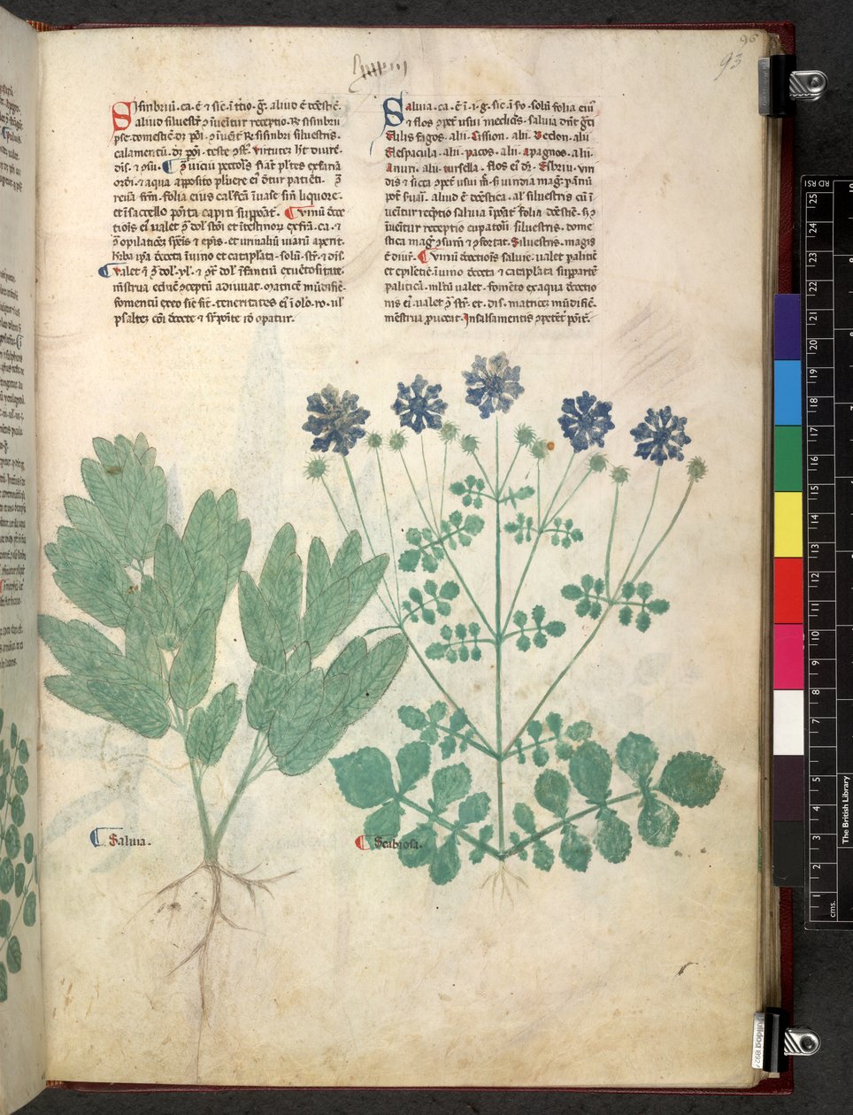 Egerton 747 Tractatus de herbis (Herbal) c.1280-1310 (tinta és szín a pergamen) alkotó: School Italian