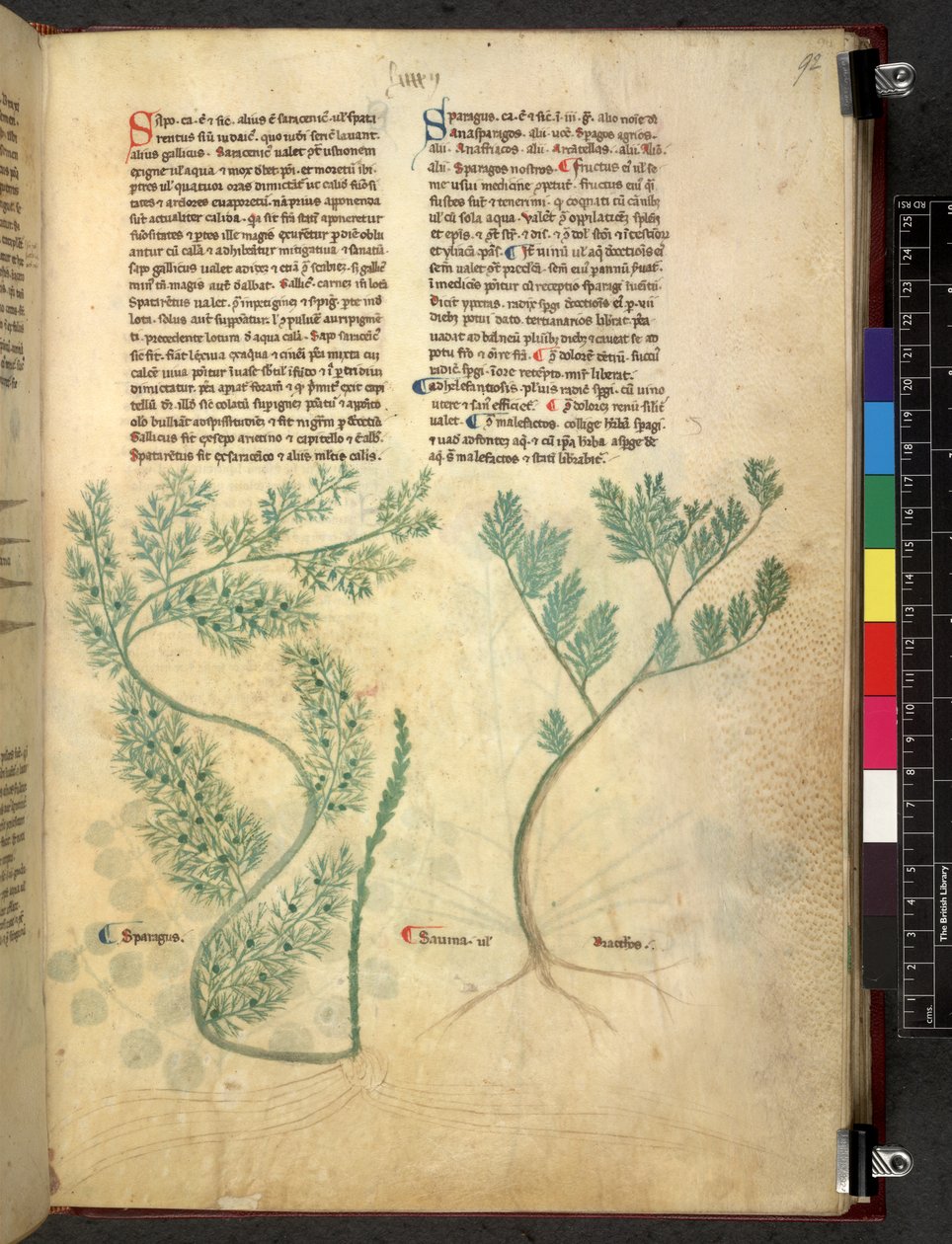 Egerton 747 Tractatus de herbis (Herbal) c.1280-1310 (tinta és szín a pergamen) alkotó: School Italian