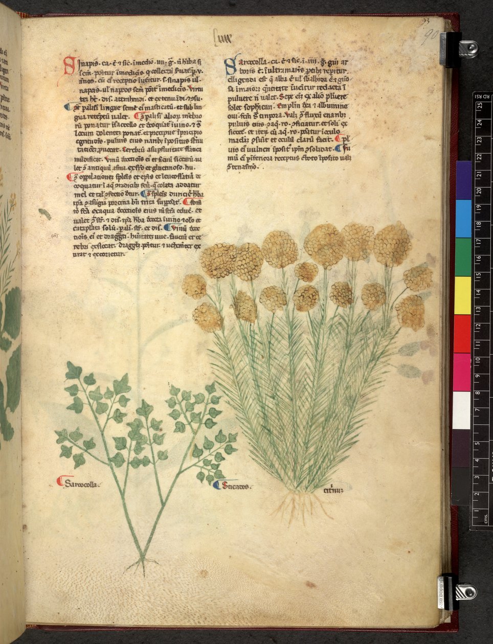 Egerton 747 Tractatus de herbis (Herbal) c.1280-1310 (tinta és szín a pergamen) alkotó: School Italian