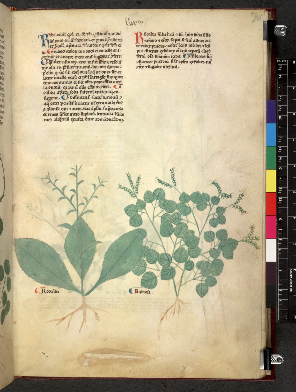 Egerton 747 Tractatus de herbis (Herbal) c.1280-1310 (tinta és szín a pergamen) alkotó: School Italian