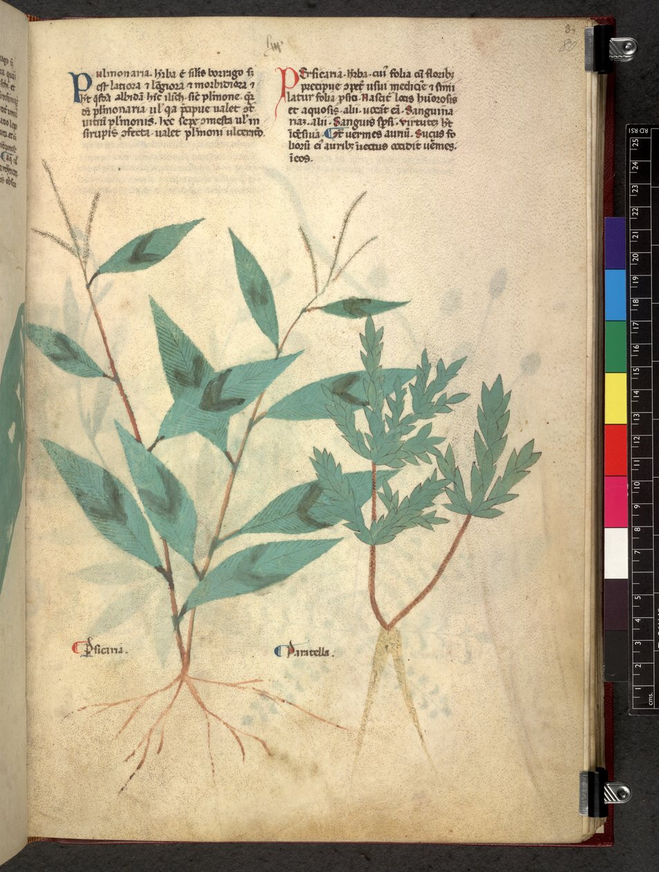 Egerton 747 Tractatus de herbis (Herbal) c.1280-1310 (tinta és szín a pergamen) alkotó: School Italian