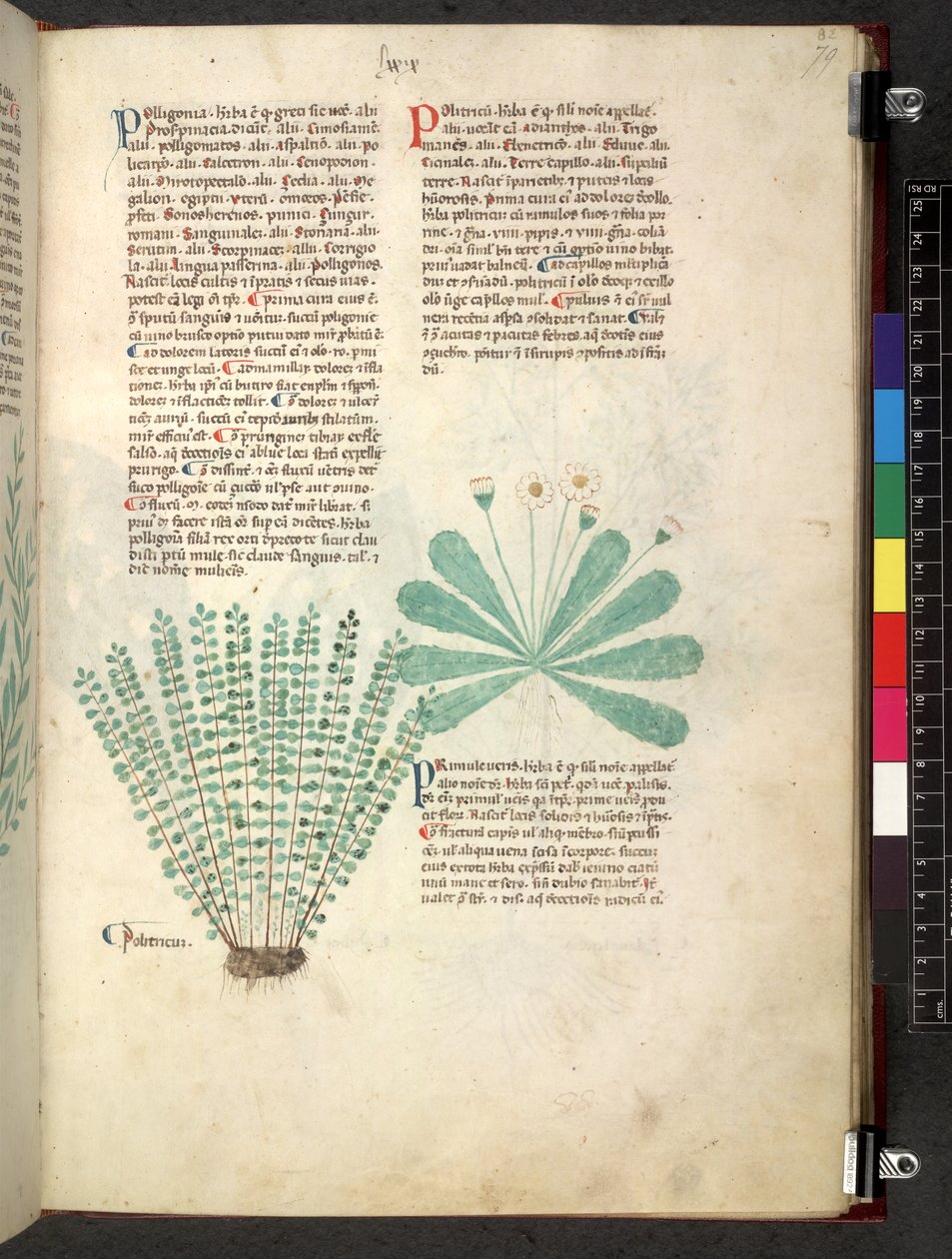 Egerton 747 Tractatus de herbis (Herbal) c.1280-1310 (tinta és szín a pergamen) alkotó: School Italian