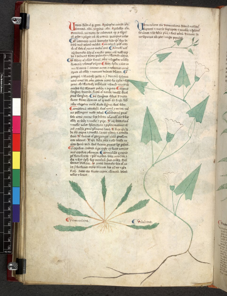 Egerton 747 Tractatus de herbis (Herbal) c.1280-1310 (tinta és szín a pergamen) alkotó: School Italian