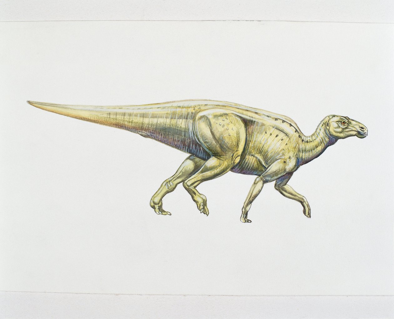 Hadrosaurus vagy kacsacsőrű dinoszaurusz (színes litho) alkotó: School Italian
