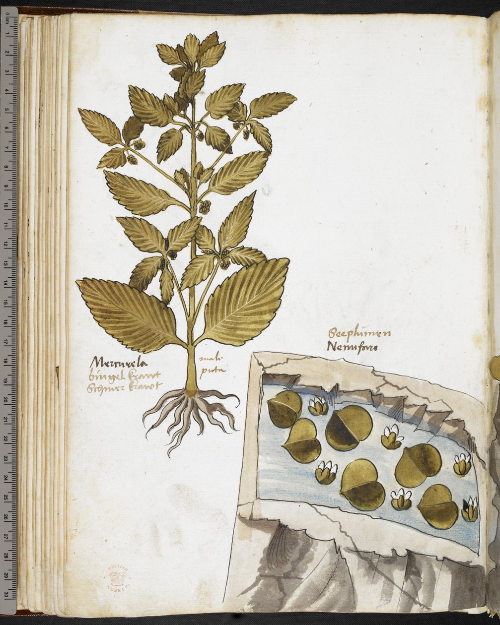 Harley MS 3736 f.58v Mandrake, Giovanni Cadamosto: "Gyógynövények tanulmányaival az élelmiszerekről, mérgekről és gyógymódokról, valamint a kövek tulajdonságairól" (tinta és szín a héjon) alkotó: School Italian