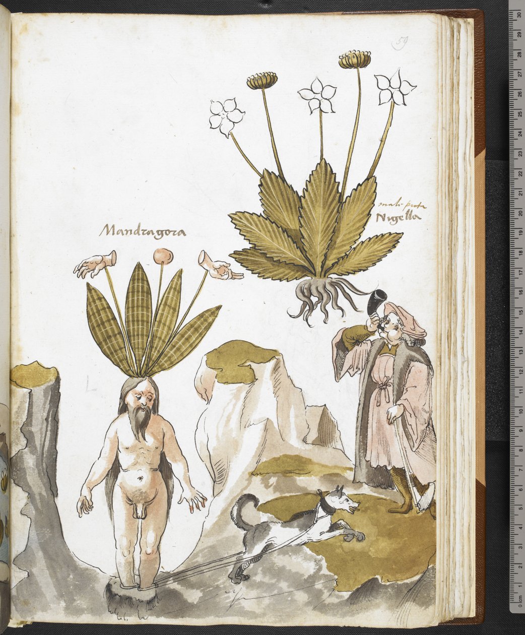 Harley MS 3736 f.59r Egy kutya által kihúzott mandragóra, Giovanni Cadamosto: "Gyógyászat, élelmiszerekről, mérgekről és gyógymódokról, valamint a kövek tulajdonságairól szóló értekezésekkel" (tinta és szín pergamenten) alkotó: School Italian