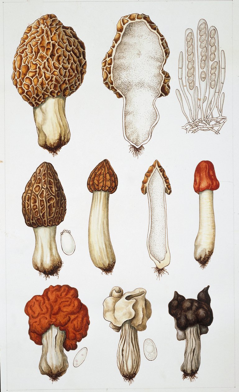 Gomba (színes litho) alkotó: School Italian