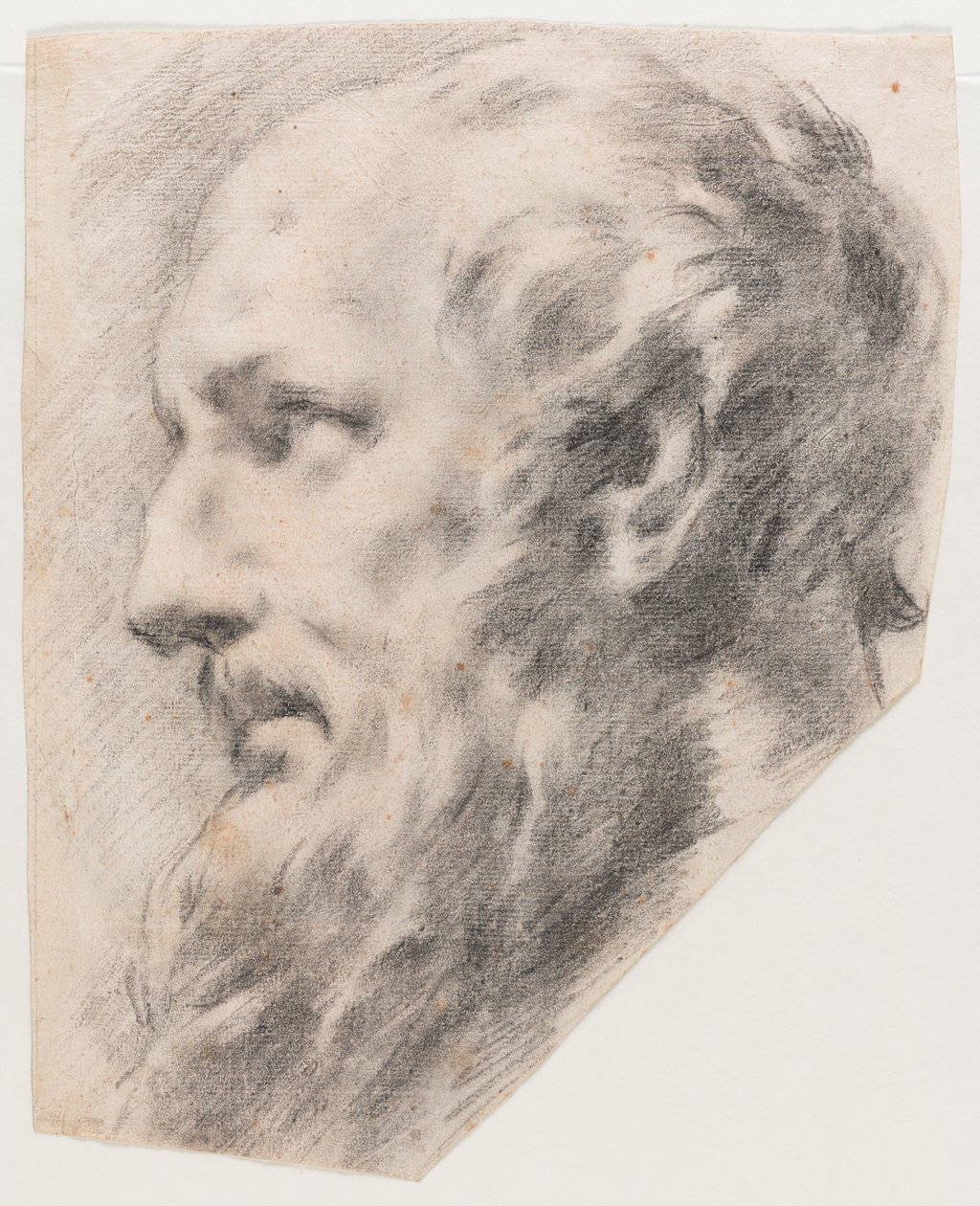 Profil fej (szén, papír) alkotó: School Italian