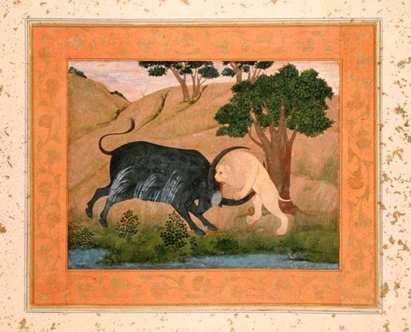Oroszlán harcban egy vízibivalyval, a Large Clive Albumból alkotó: School Mughal