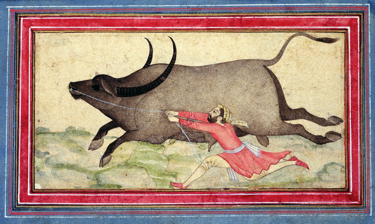 Runaway Buffalo, Johnson Album XIV, no.11, verso, 1700 körül (színes rajz az albumlapon) alkotó: School Mughal