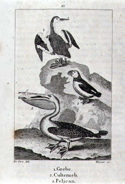 Grebe, Culterneb és Pelikán a Föld történetéből és az animált természetből, London 1816 (rézlemez-metszet) alkotó: School Spanish