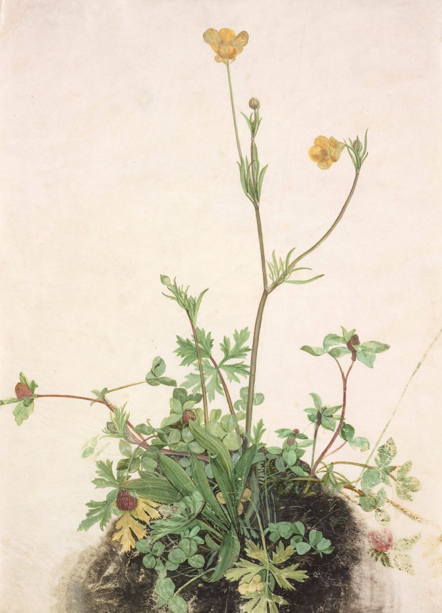 Német: Boglárka, vörös lóhere és útifű Boglárka, vörös lóhere és útifű alkotó: School of Albrecht Dürer