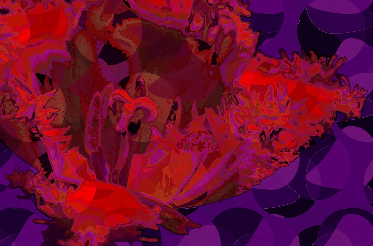Vörös tulipán (digitális) alkotó: Scott J. Davis
