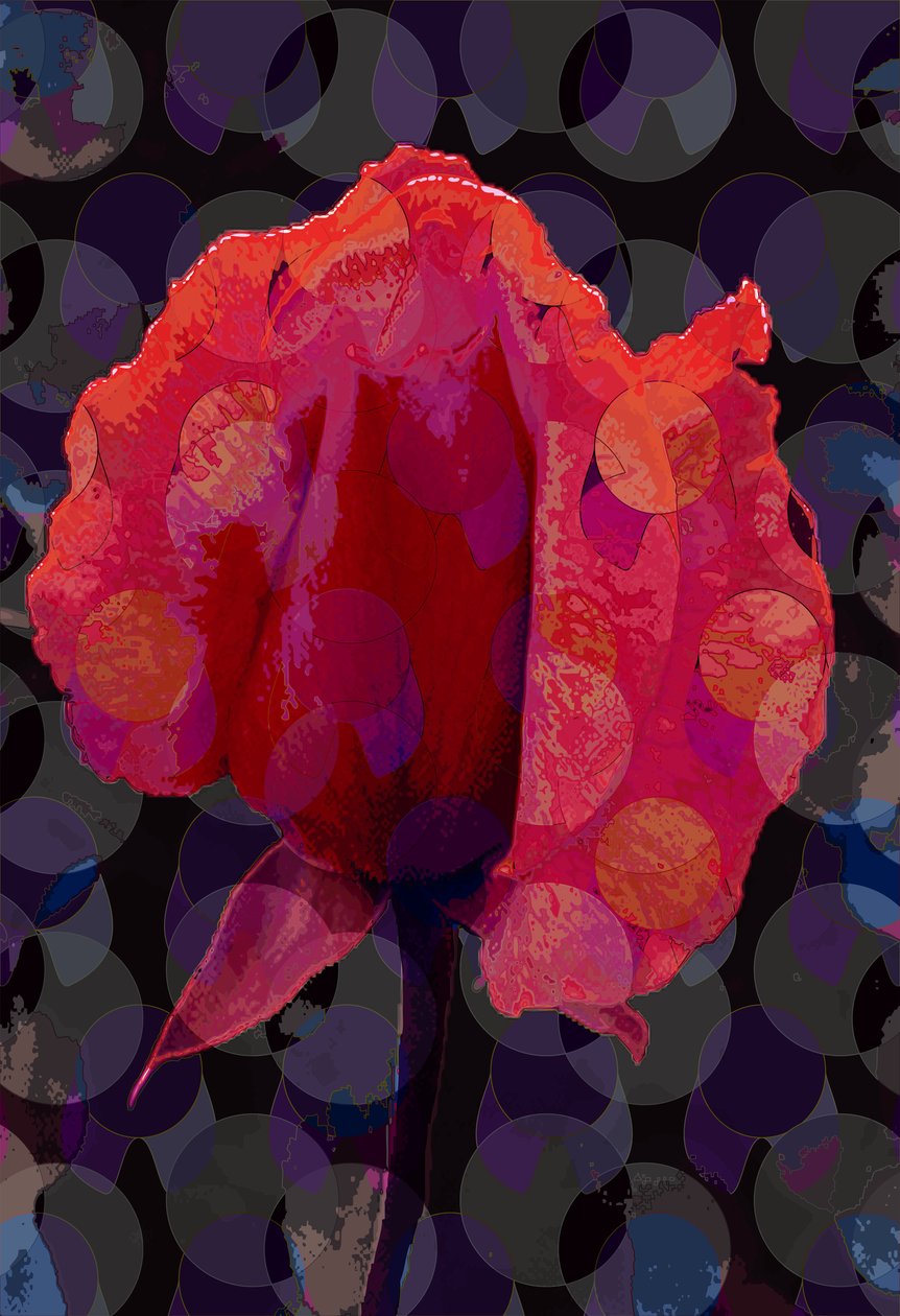 Tea Rose 3b (digitális) alkotó: Scott J. Davis