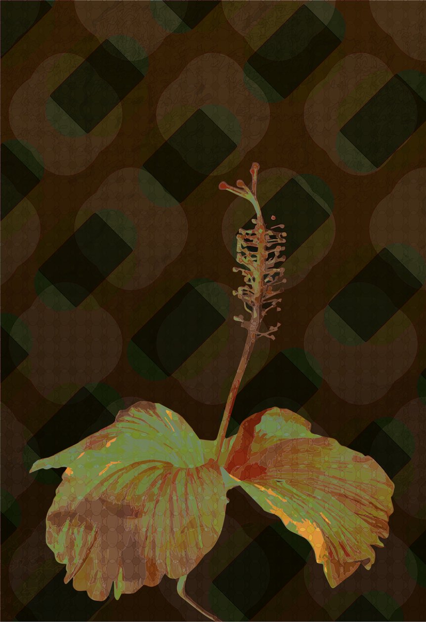 Hibiszkusz, 2 2019 alkotó: Scott J. Davis