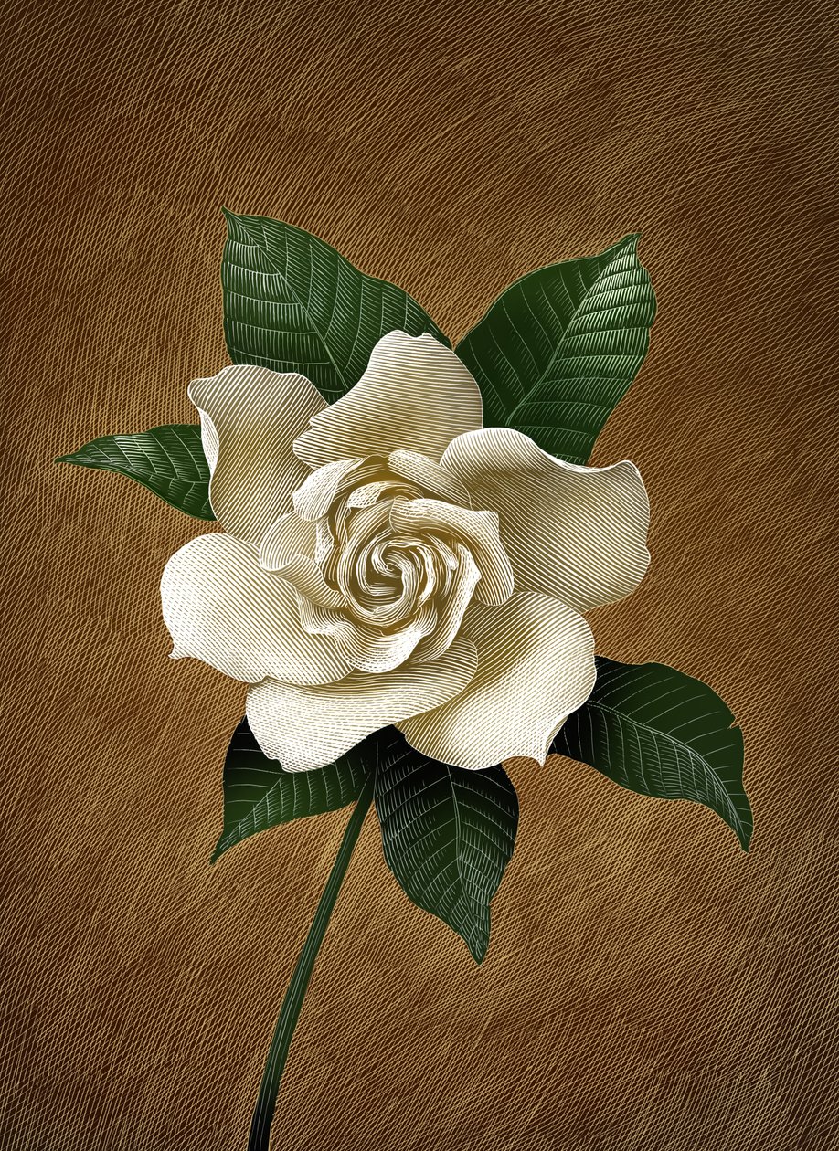 Gardenia, 2015 (scratchboard, digitálisan színezve) alkotó: Scott McKowen