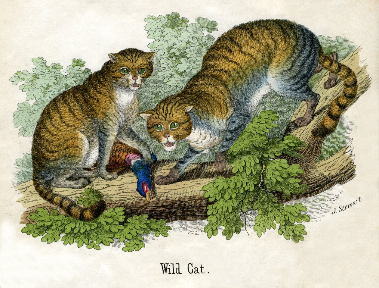 Két Bobcat antik nyomata alkotó: Scottish School