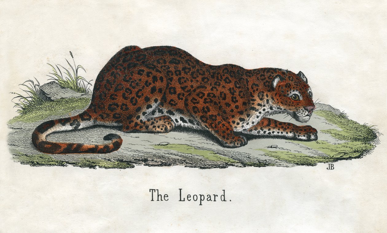 Egy afrikai leopárd antik lenyomata alkotó: Scottish School