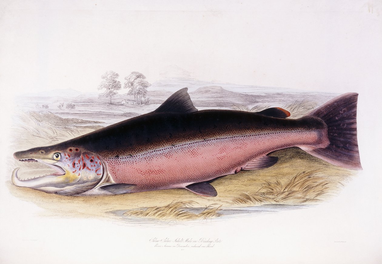 Salmo Salar alkotó: Scottish School