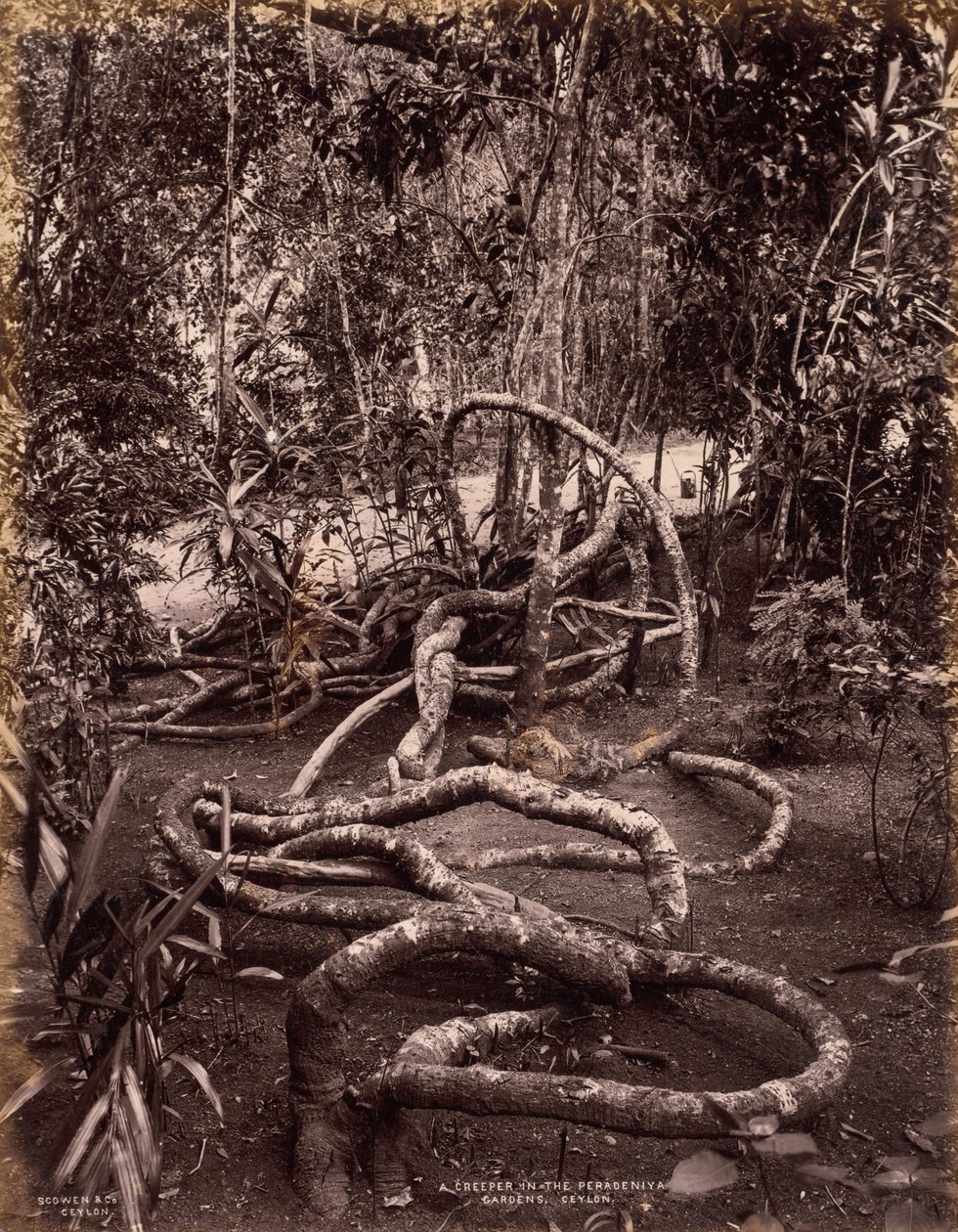 Egy kúszónövény a Peradeniya Gardensben, Ceylon, kb. 1880. alkotó: Scowen and Co.