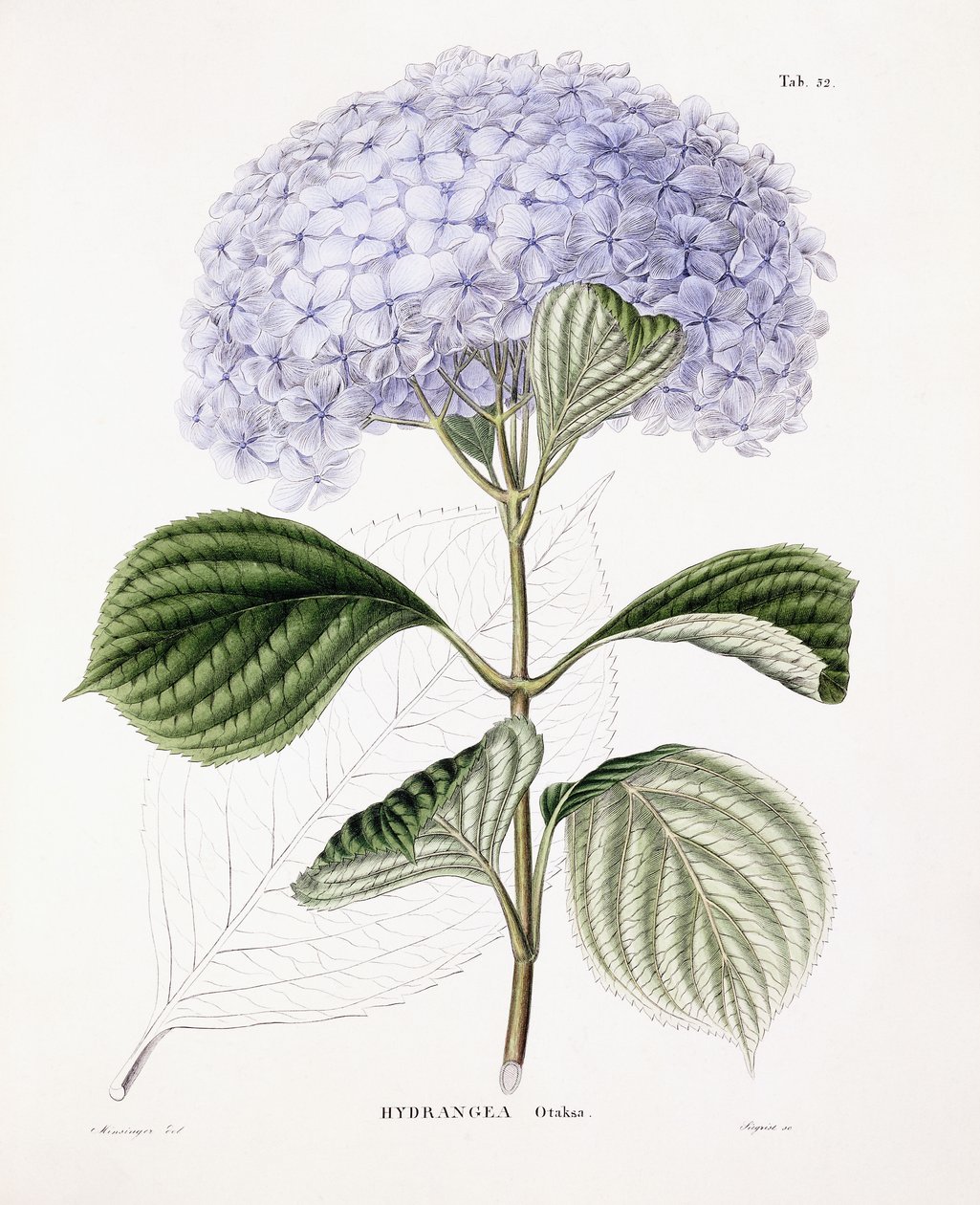 Ottaksa hortenzia, 1835-70 körül alkotó: Sebastian Minsinger