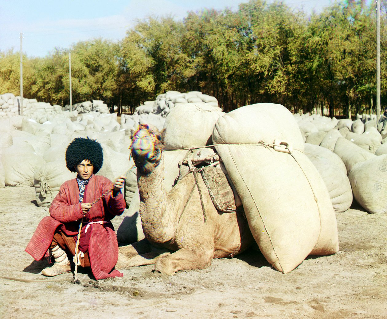 Türkmen férfi pózol egy gyapotzsákokkal megrakott tevével, Közép-Ázsia, Orosz Birodalom, 1905 és 1915 között. alkotó: Sergey Prokudin Gorsky