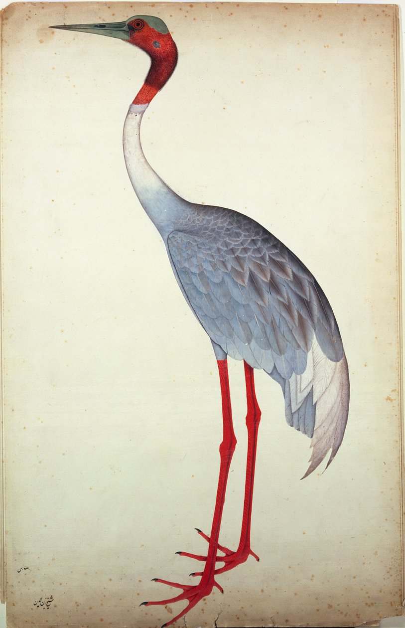 Sarus Crane, Lady Impey számára festett Kalkuttában, 1780 körül alkotó: Shaikh Zain ud Din
