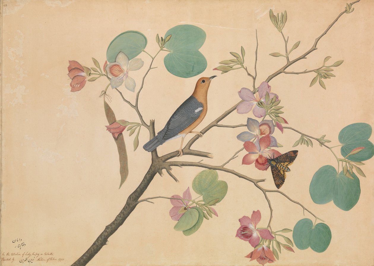 Egy narancsfejű rigó és egy halálfejű moly lila ébenfa orchidea ágon, 1778 alkotó: Shaikh Zain ud Din