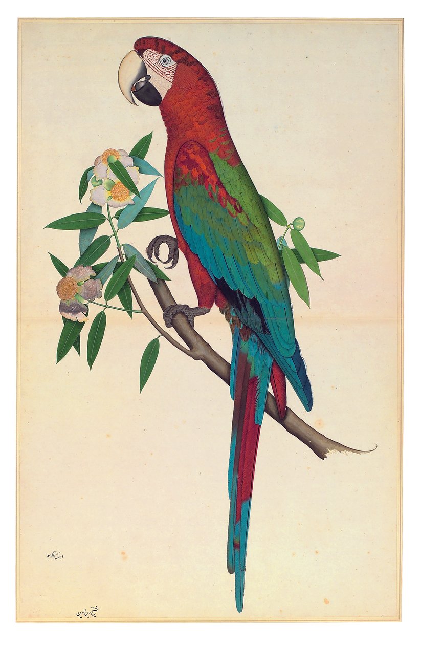Zöldszárnyú ara, 1780 körül (átlátszatlan akvarell papíron) alkotó: Shaikh Zain ud Din (fl.1777 83)