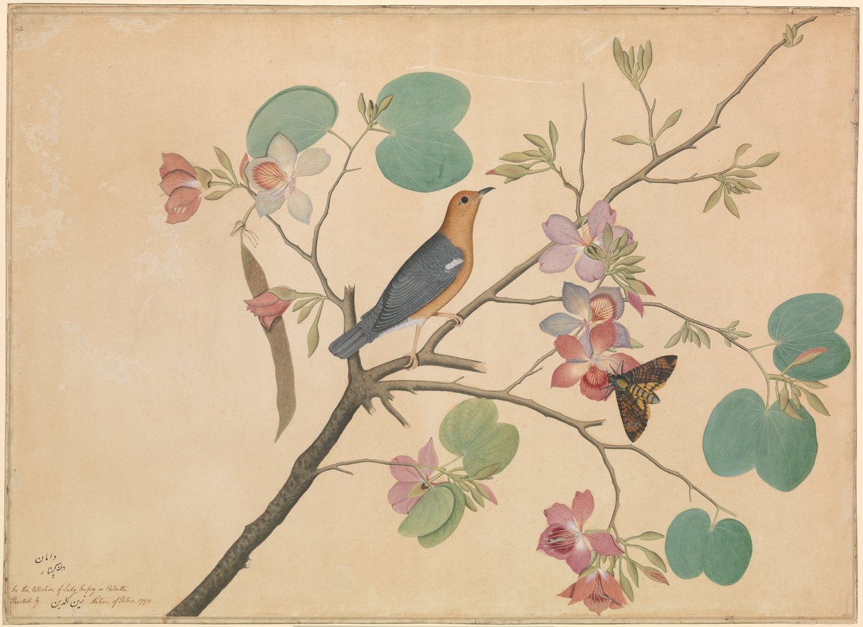 Egy narancsfejű rigó és egy halálfejű lepke lila ébenfa orchidea ágon alkotó: Shaikh Zain ud Din (fl.1777 83)